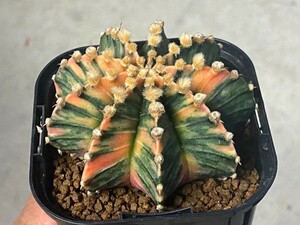 多肉植物 サボテン ギムノカリキウム 緋牡丹錦 mihanovichii hyb③