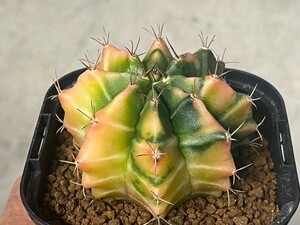 多肉植物 サボテン ギムノカリキウム 緋牡丹錦 mihanovichii hyb⑩