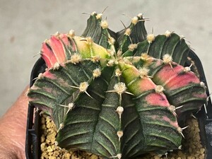 多肉植物 サボテン ギムノカリキウム 緋牡丹錦 mihanovichii hyb⑪