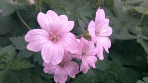 写真追加【花穂2本】フウロソウ,中株で芽が2芽,ピンク花【F苗】,耐寒性の高い宿根草,寒冷地OK,帰り咲き,ドーム型に育つ,ポット苗