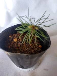 # red stone . leaf pine bonsai for pot. .. shipping No19