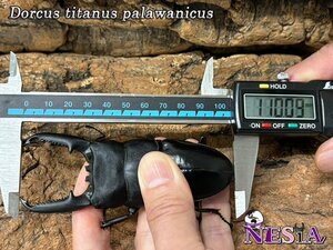 【成虫ペア】大型極太血統『Palawan111』（パラワンオオヒラタ）♂110㎜♀53㎜【世界の昆虫ショッップ】