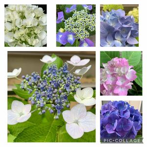 全部入り 紫陽花 全部入り ハイドランジア あじさい　６種6本　紫陽花セット　挿し穂　花苗　カット苗　根無し　 あじさい