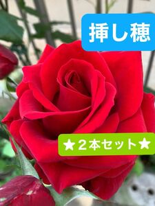 薔薇　レッド　カット苗　花苗　挿し穂　根無し　　大輪　四季咲き　★２本セット★ ばら四季咲き