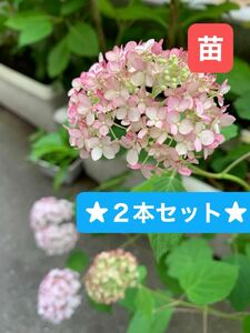 【アナベル】アメリカ　アジサイ　アナベル　2株セット　 紫陽花花苗　サクラピンクとホワイト　アイボリー 