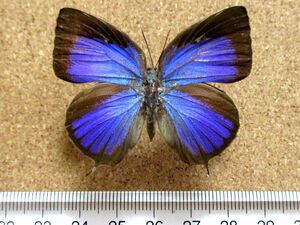 蝶 標本　ケンタウルスムラサキシジミ♀（インドネシア産）
