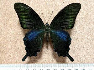 蝶 標本　ヤエヤマカラスアゲハ♂（沖縄産／野外品）