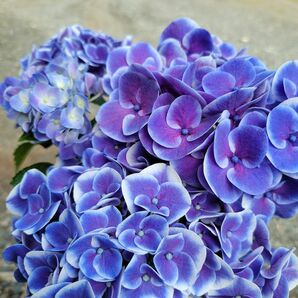 訳あり！清涼！『紫陽花・ブルー×ホワイト』現品③　5号鉢植え　鉢ごと発送