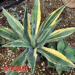  agave change .. wheel ..madala paint brush . wheel one-side . wheel middle . luxury .. entering ryuuzetsu Ran America -na Driger ten lock garden 