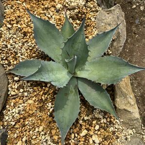 アガベ オバティフォリア 実生 Agave ovatifolia 多肉植物 ドライガーデン ロックガーデンの画像5