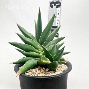 サンスベリア ハイブリッド サムライドワーフ × フランシシー 子株 サンセベリア sansevieria hybrid