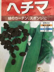 ヘチマ　糸瓜　種　20粒　　 野菜のたね　無農薬栽培 　同梱可