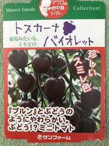 地中海　スミレ色ミニトマト　トスカーナバイオレット自生苗　１ポット12本　自家無農薬栽培