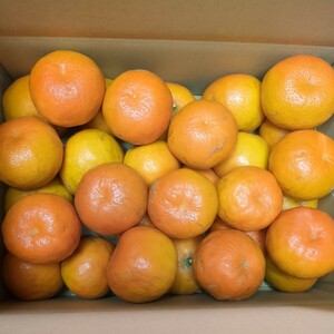 和歌山産地直送　セミノールオレンジ　5kg 新鮮！一箱限定　