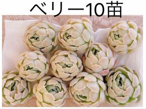 ベリー10苗　カット苗　多肉植物　エケベリア　寄せ植えや多肉丼に