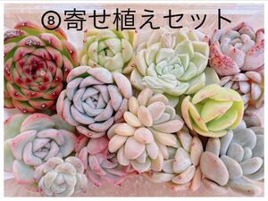 ⑧寄せ植えセット　カット苗詰め合わせ　多肉植物　エケベリア