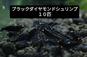 ブラックダイヤモンドシュリンプ 　10匹　　5/19発送限定