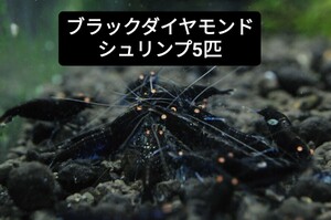 ブラックダイヤモンドシュリンプ お試し5匹　　5/25 5/26 発送限定