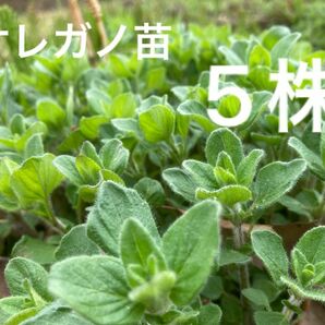 オレガノ苗　ハーブ　自然栽培　無肥料　無農薬　5株