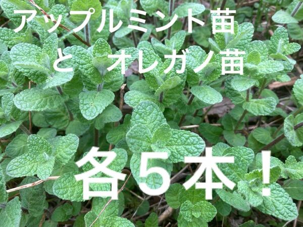 アップルミント苗&オレガノ苗　各5本。自然栽培　ハーブ　抜き苗 山野草