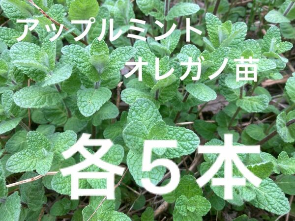 アップルミント苗　オレガノ苗　自然栽培　各5本。抜き苗　無農薬　無肥料