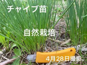 チャイブ苗　自然栽培　無農薬　ハーブ　30本+α 多年草