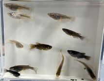 【庭目高】 アースアイ　ミックス　成魚　10匹　変化目　発送日限定 現物出品 東北地方 北海道 沖縄 離島 不可_画像7