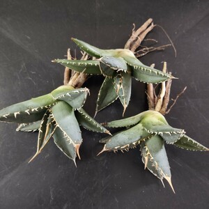 【農夫植物】F177アガベ チタノタ 帝君 agave emperor 極上強棘 狂刺 背棘 激レア高級品種 精選小株3株同梱