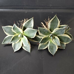 [ agriculture Hara plant ]F358 succulent plant agave a pra na-tame Rico . white . wheel . cream spike special selection finest quality stock 2 stock including in a package 