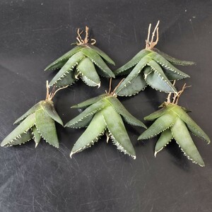 【農夫植物】F819アガベ チタノタ 虎鯊 タイガ一シャ一ク 優良血統 強棘 狂刺 強白棘 精選子株5株同梱