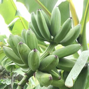 送料無料 ミャンマー バナナ苗 バナナ 熱帯果樹 果樹苗