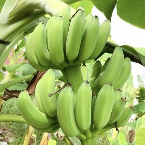 送料無料 Namwa Tanao Sri バナナ苗 ナムワ バナナ 熱帯果樹 果樹苗