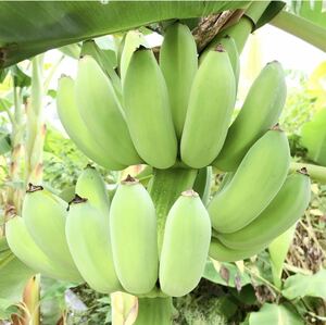 送料無料 Namwa Suan バナナ苗 ナムワ バナナ 熱帯果樹 果樹苗