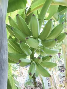 送料無料 2株セット カリフォルニアゴールド バナナ苗 バナナ 熱帯果樹 果樹苗