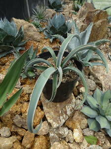  бесплатная доставка Yucca baccata юкка bakata реальный сырой рассада прекрасный АО 6 номер pot 
