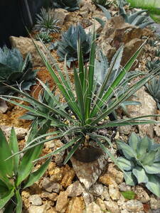  free shipping Yucca Filifera yucca filifela real raw seedling beautiful stock 6 number pot 