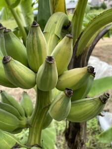 送料無料 Musa Chaing Rai Variegated 斑入り チェンライ バナナ苗 バナナ 熱帯果樹 果樹苗