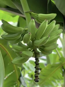 送料無料 ドワーフオリノコ バナナ苗 バナナ 熱帯果樹 果樹苗