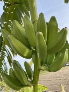 送料無料 セミノール バナナ苗 Musa Seminole バナナ 熱帯果樹 果樹苗