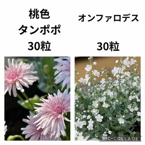 ももいろタンポポ　オンファロデス　種　各々30粒以上　たね　簡単　一年草