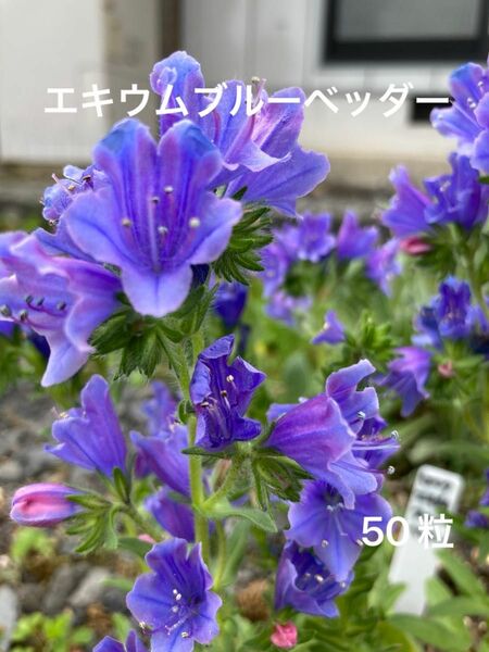 エキウム　ブルーベッダー　種子　50粒以上　ブルガレ　青　花　春