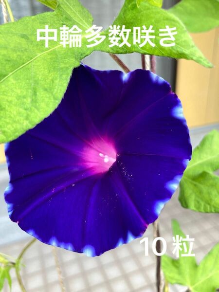 日本朝顔　中輪多数咲き　種子　10粒以上　珍しい　希少　種　たね　夏　青