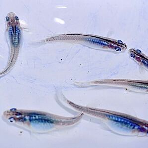 上物 マリンブルー深海 メダカの卵15個＋α 体内光 ブルー メダカの画像3