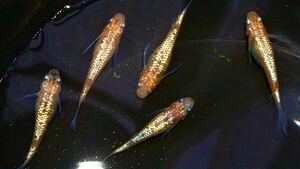 極上☆明けの明星　メダカの卵20個＋α 綺麗なラメ