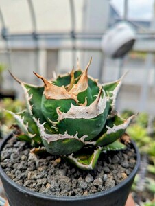 (極上株)【Agave oteroi 】アガベ　オテロイ現地実生　子株　