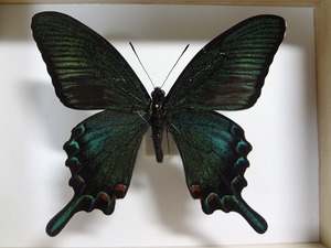 蝶の標本　カラスアゲハ　箱付き