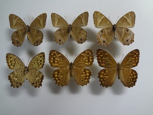 蝶の標本　ヒカゲチョウ・サトキキマダラヒカゲ　ペア　箱付き