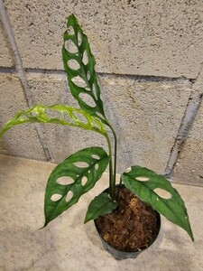 ◆モンステラ オブリクア ペルー！！◆Monstera Obliqua Peru