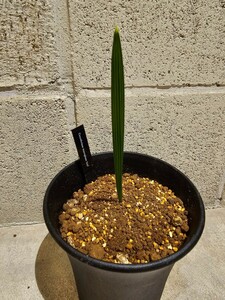 ◆ ココスリナクス　ミラグアマ’アズール’キューバシルバーヤシ！！◆Coccothrinax miraguama Azul