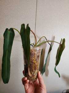 ◆フィロデンドロン　スピリタス　サンクチ　激レア！◆PHILODENDRON Philodendron spiritus sancti